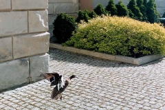IMG_20200414_091721