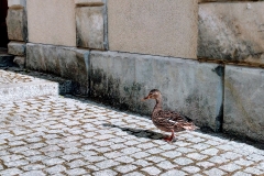 IMG_20200414_091758